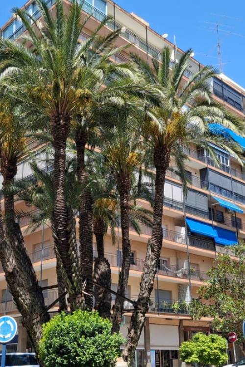 Apartment - Venta - Orihuela - Orihuela Centro