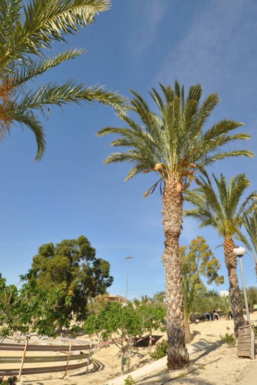 Commercial property - Venta - Abanilla - Abanilla Centro