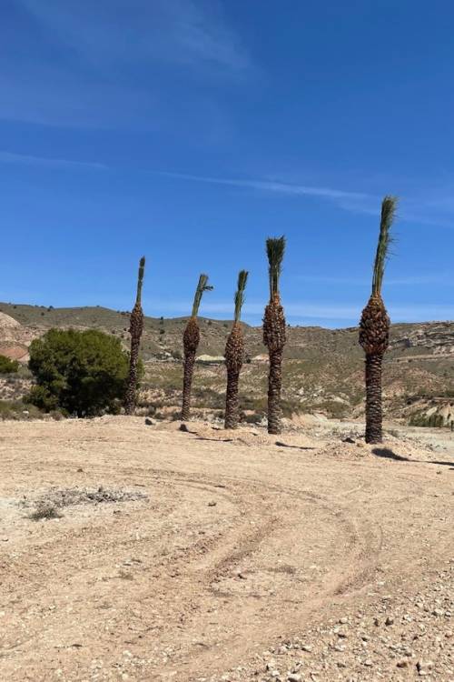 Land - Sale - Abanilla - Abanilla Centro