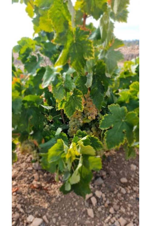 Land - Sale - Abanilla - Abanilla Centro