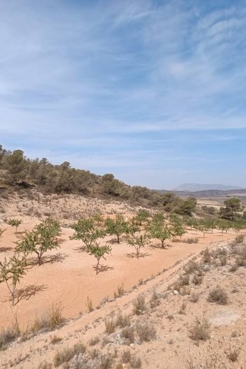 Land - Sale - Abanilla - Abanilla Centro