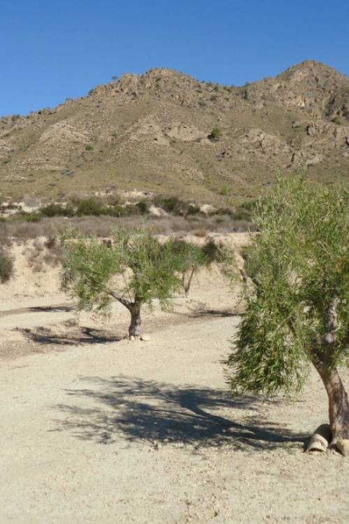 Land - Sale - Abanilla - Abanilla Centro