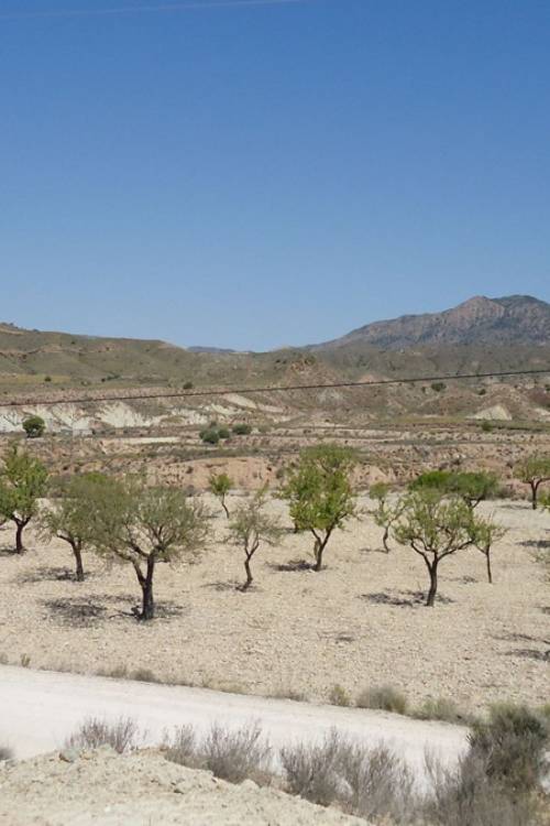 Land - Sale - Abanilla - Abanilla Centro