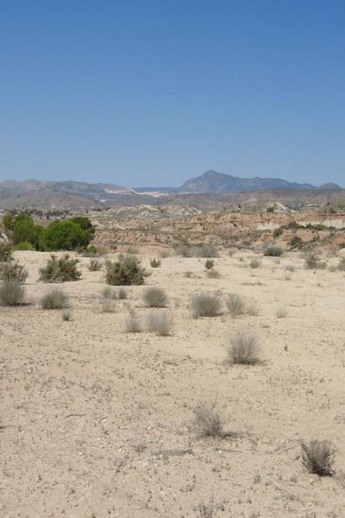 Land - Sale - Abanilla - Abanilla Centro