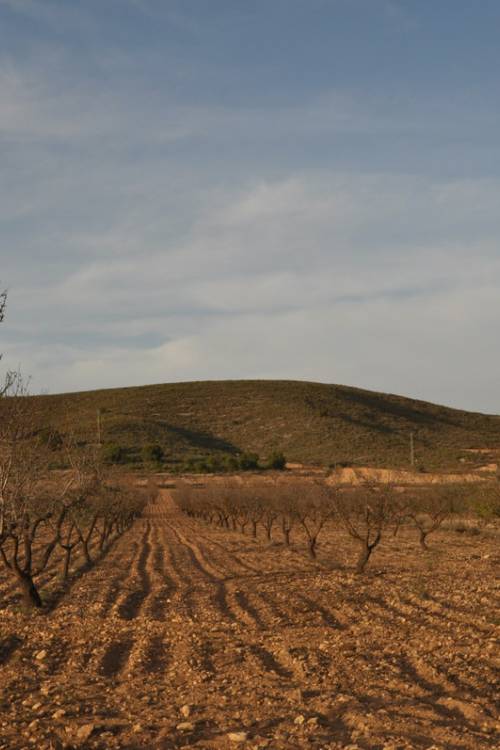 Land - Sale - Abanilla - Abanilla Centro