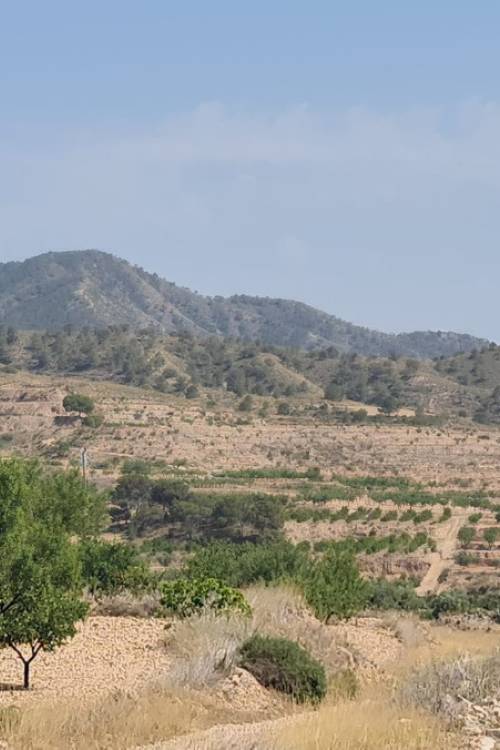 Land - Sale - Abanilla - Abanilla Centro