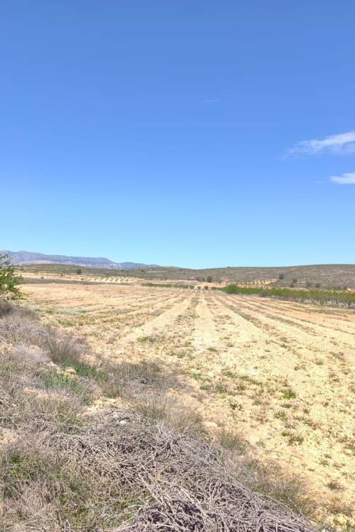 Land - Sale - Abanilla - Canada De La Lena