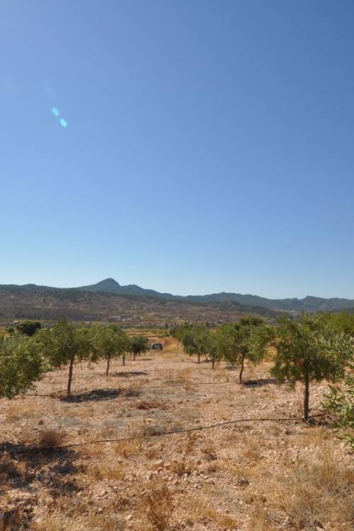 Land - Sale - Abanilla - Macisvenda