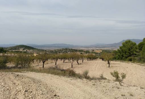 Land - Sale - Abanilla - RO--96410