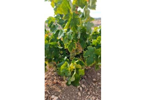 Land - Sale - Abanilla - RO--98930