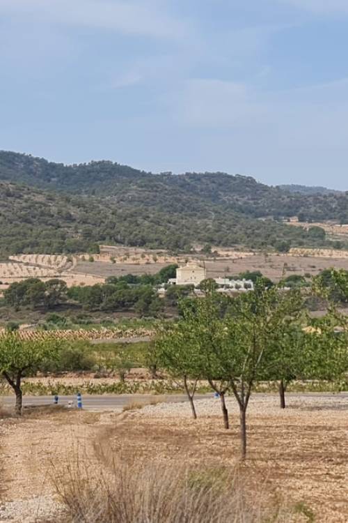 Land - Sale - Algueña - Algueña