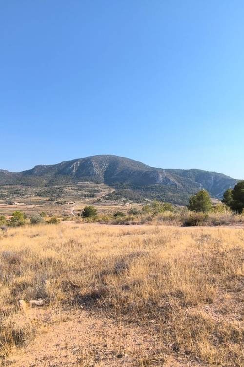 Land - Sale - Algueña - Algueña