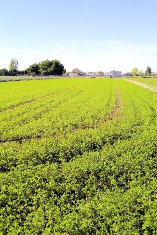 Land - Sale - Dolores - Dolores Centro