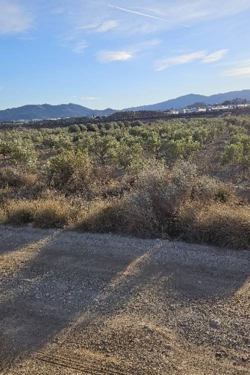 Land - Sale - Elda - Elda Centro