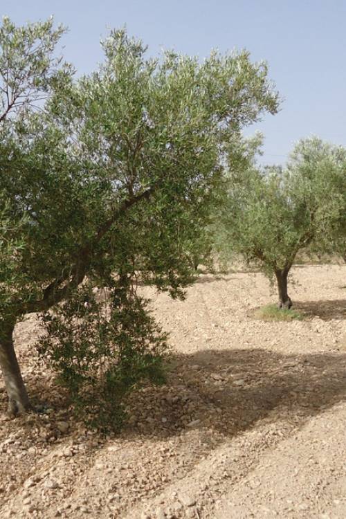 Land - Sale - Jumilla - Cañada del Trigo