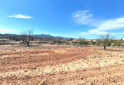 Land - Sale - Jumilla - Jumilla Centro