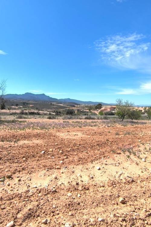 Land - Sale - Jumilla - Jumilla Centro