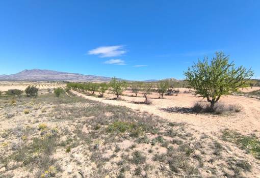 Land - Sale - Jumilla - Jumilla Centro