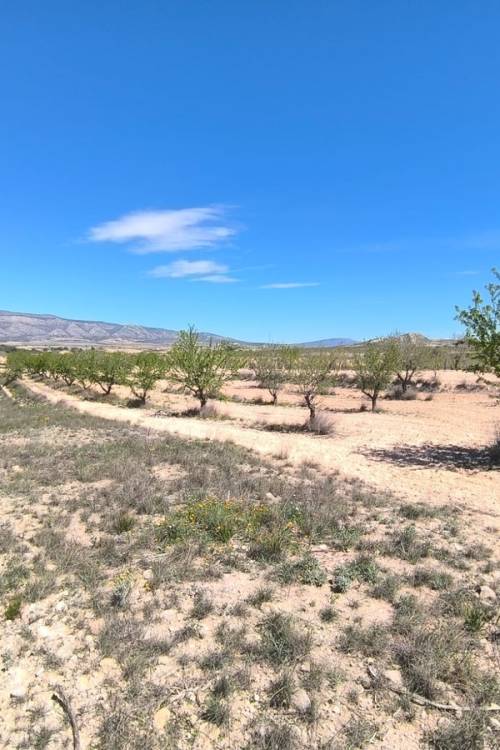 Land - Sale - Jumilla - Jumilla Centro