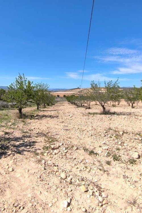 Land - Sale - Jumilla - Jumilla Centro