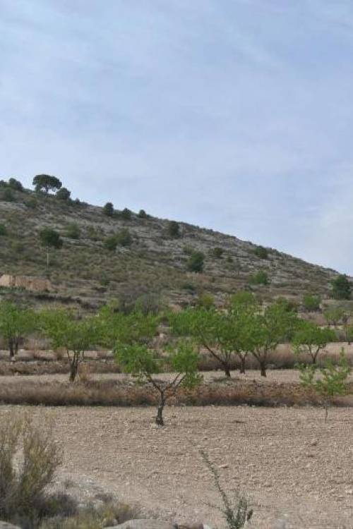 Land - Sale - Jumilla - Jumilla Centro