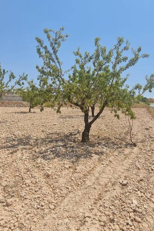 Land - Sale - Jumilla - Jumilla Centro