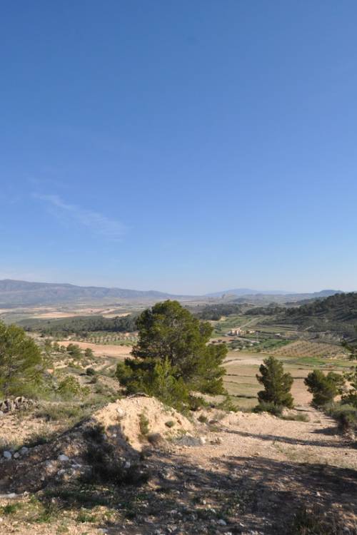 Land - Sale - Jumilla - La Zarza
