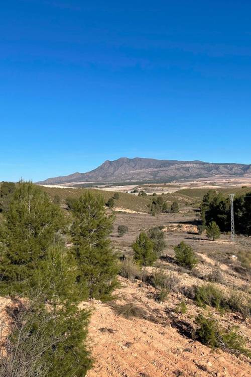Land - Sale - Jumilla - La Zarza