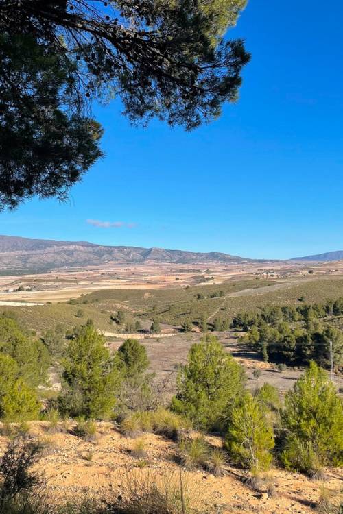 Land - Sale - Jumilla - La Zarza