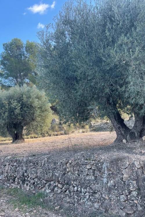 Land - Sale - Jumilla - La Zarza