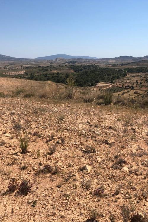 Land - Sale - Jumilla - La Zarza