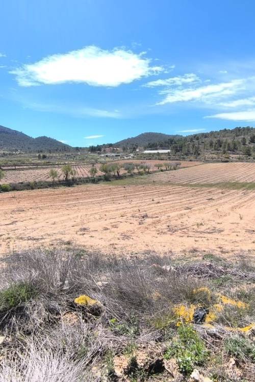 Land - Sale - Jumilla - La Zarza