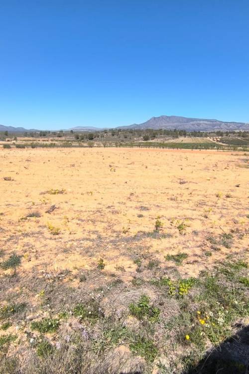Land - Sale - Jumilla - La Zarza