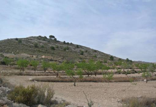 Land - Sale - Jumilla - RO--74115