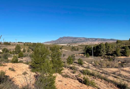 Land - Sale - Jumilla - RO--92712