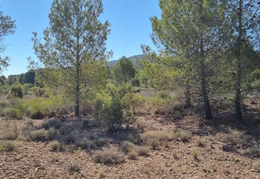 Land - Sale - Monóvar - Monòver - Casas del Señor