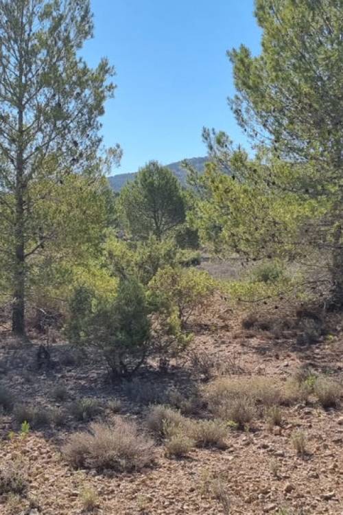 Land - Sale - Monóvar - Monòver - Casas del Señor