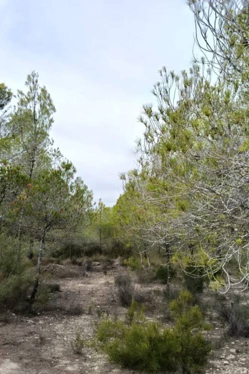 Land - Sale - Monóvar - Monòver - Monóvar - Monòver Centro