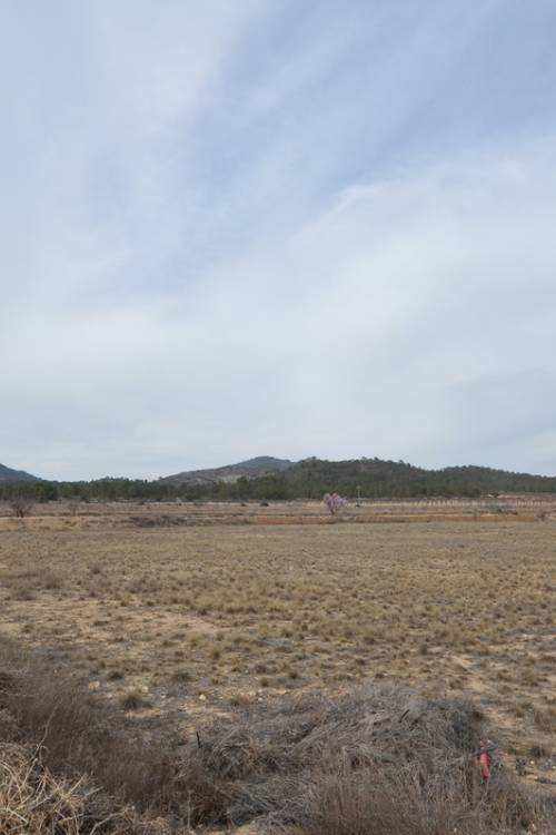 Land - Sale - Monóvar - Monòver - Monóvar - Monòver Centro