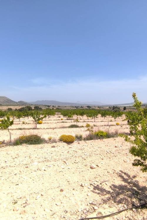 Land - Sale - Monóvar - Monòver - Monóvar - Monòver Centro