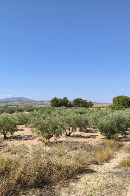 Land - Sale - Monóvar - Monòver - Monóvar - Monòver Centro