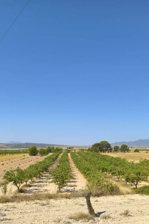 Land - Sale - Monóvar - Monòver - Monóvar - Monòver Centro