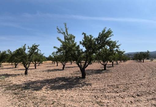Land - Sale - Monóvar - Monòver - Monóvar - Monòver Centro