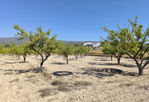 Land - Sale - Monóvar - Monòver - Monóvar - Monòver Centro