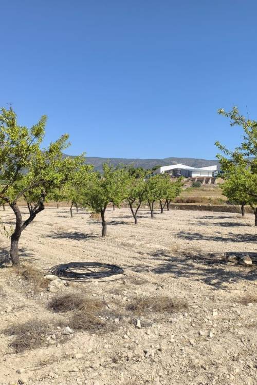 Land - Sale - Monóvar - Monòver - Monóvar - Monòver Centro