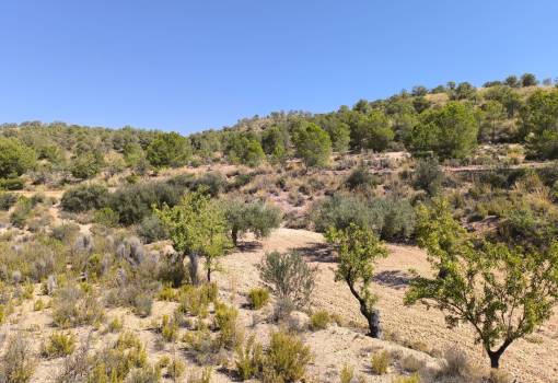 Land - Sale - Monóvar - Monòver - Monóvar - Monòver Centro