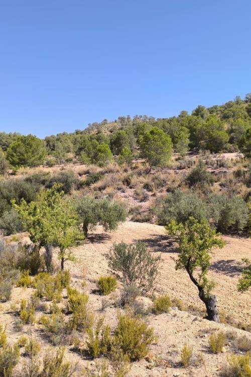 Land - Sale - Monóvar - Monòver - Monóvar - Monòver Centro