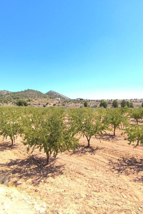 Land - Sale - Monóvar - Monòver - Monóvar - Monòver Centro