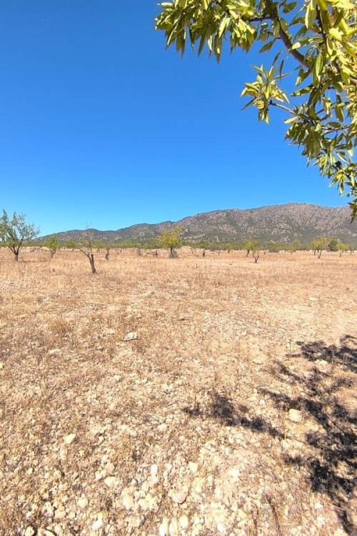 Land - Sale - Monóvar - Monòver - Monóvar - Monòver Centro