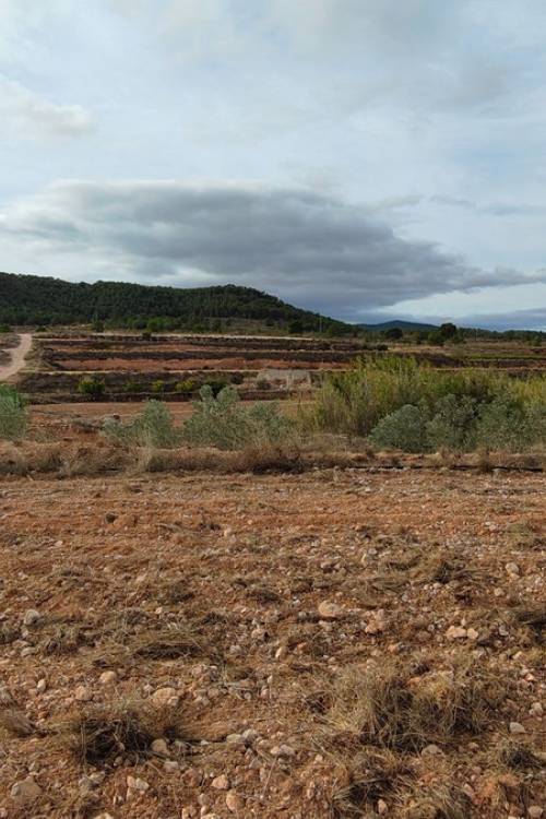 Land - Sale - Monóvar - Monòver - Monóvar - Monòver Centro